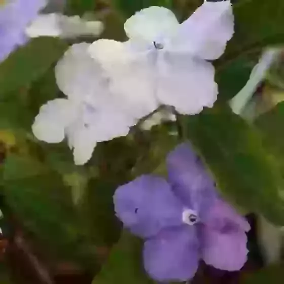 Brunfelsia pauciflora Yesterday,Today and Tomorrow